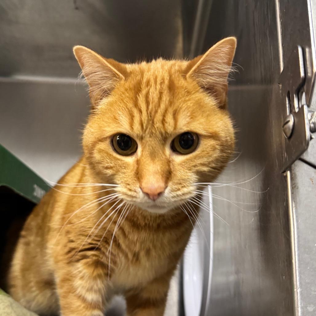 Tim Purry (Chow Hound Jenison), Adoptable, Senior Male Domestic Short Hair.