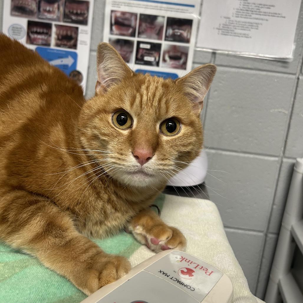 Tim Purry (Chow Hound Jenison), a Adoptable Domestic Short Hair in West Olive, MI image 2/2