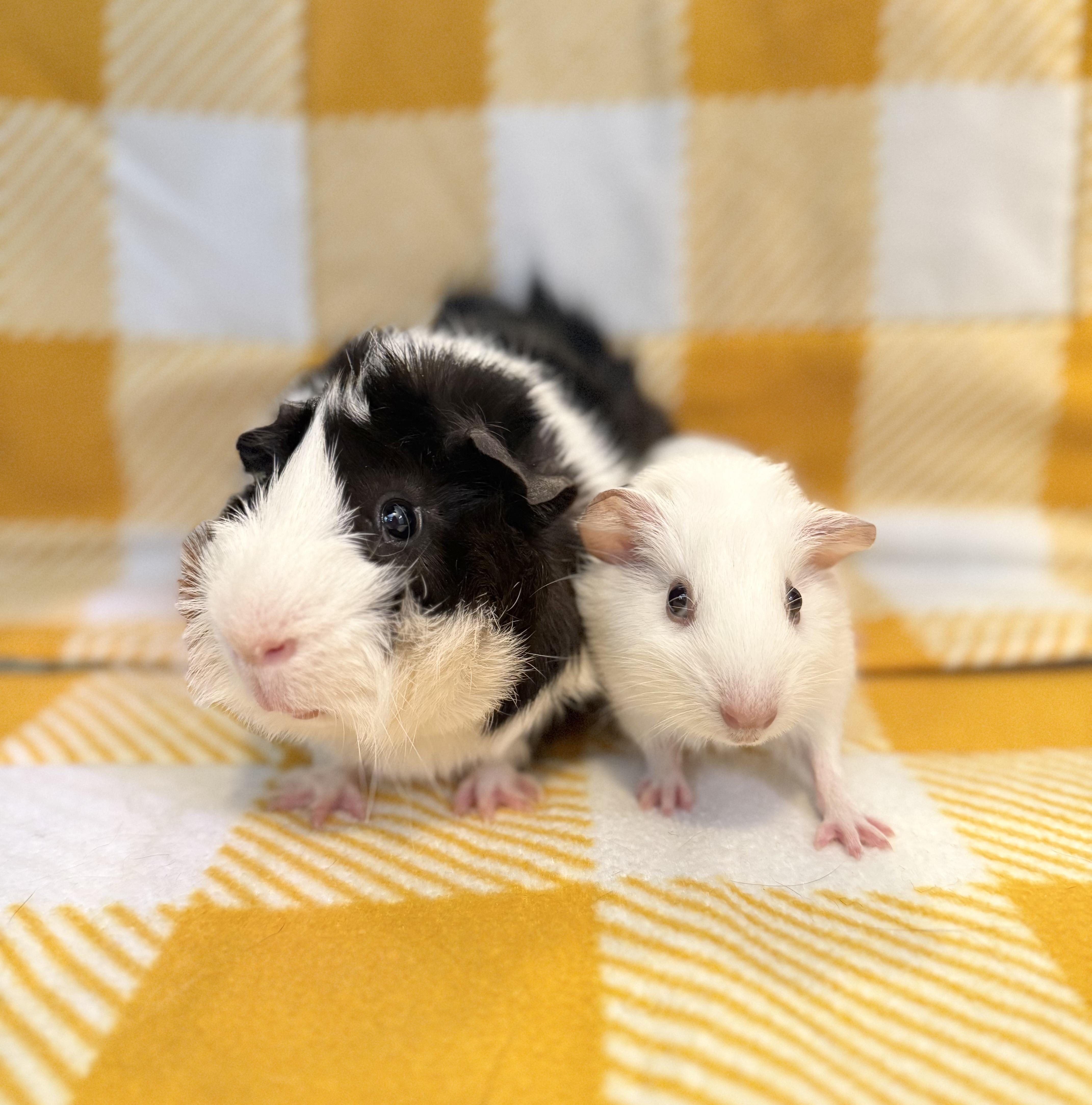Enlarge Spike and Steven, a Adoptable Guinea Pig in Upland, CA image 2/2