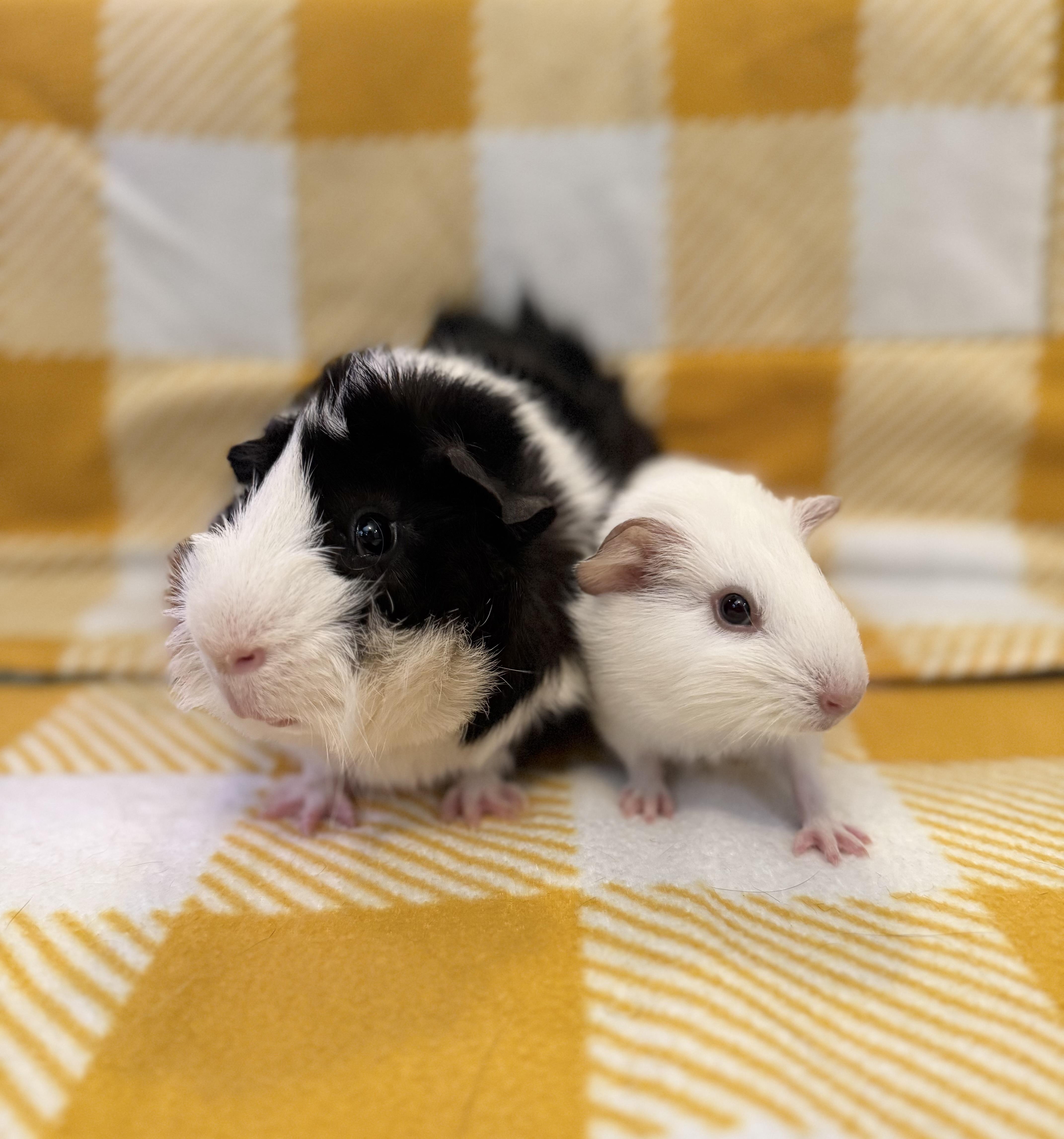 Spike and Steven, Adoptable, Young Male Guinea Pig.
