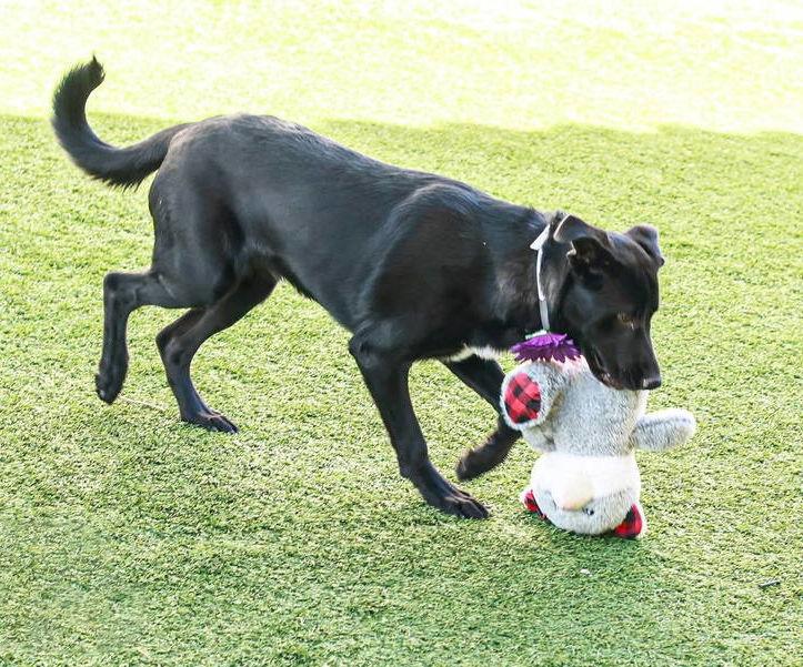 Enlarge Willow 2, a Adoptable Labrador Retriever in San Diego, CA image 1/3