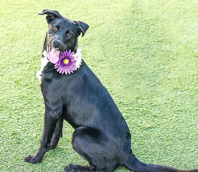 Enlarge Willow 2, a Adoptable Labrador Retriever in San Diego, CA image 2/3
