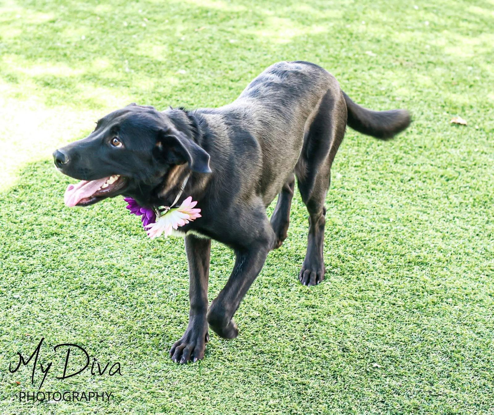 Willow 2, Adoptable, Young Female Labrador Retriever.