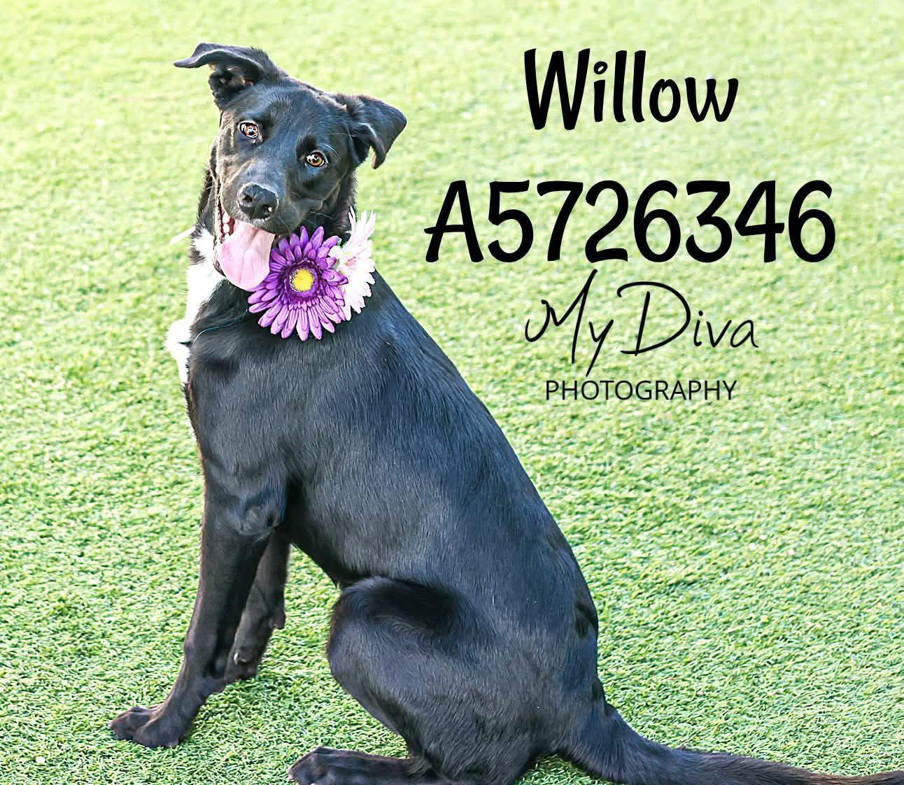 Willow 2, a Adoptable Labrador Retriever in San Diego, CA image 3/3