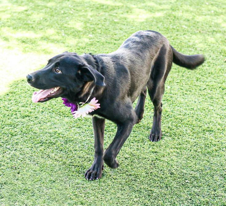 Enlarge Willow 2, a Adoptable Labrador Retriever in San Diego, CA image 3/3