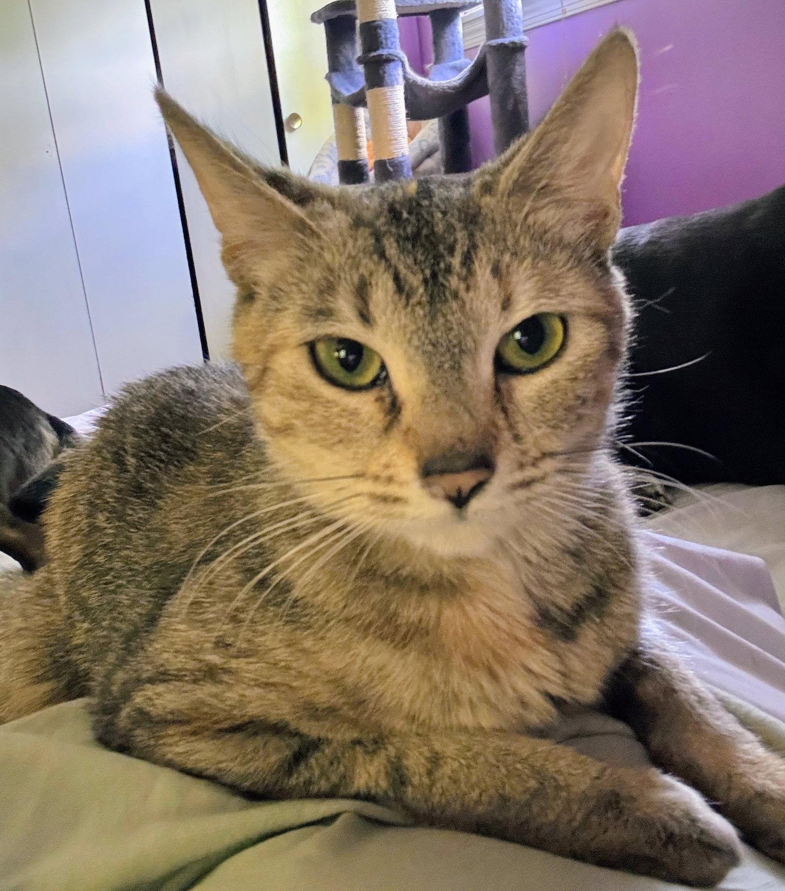 Juliet, Adoptable, Young Female Domestic Short Hair.