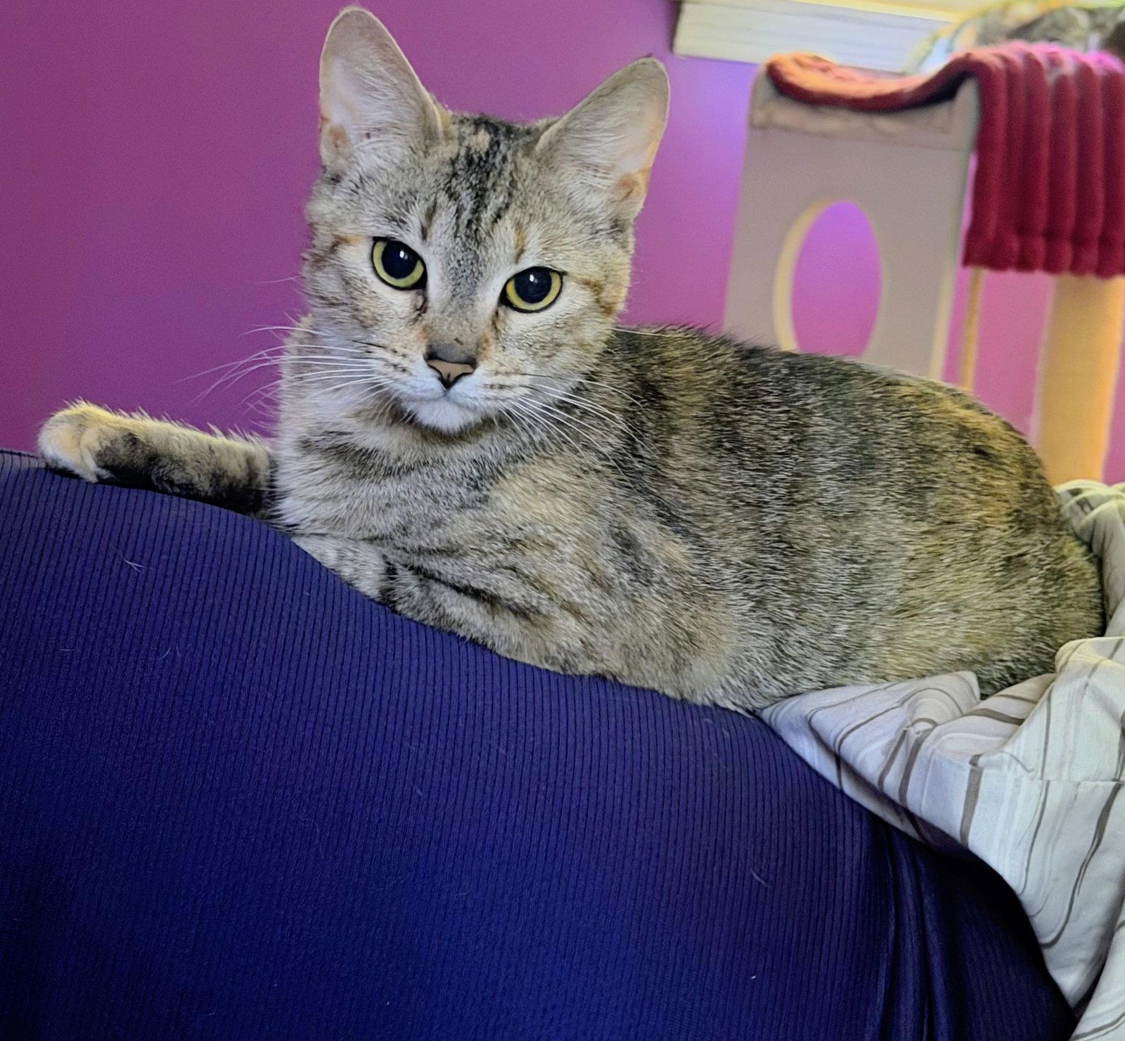 Enlarge Juliet, a Adoptable Domestic Short Hair in Allentown, PA image 3/3