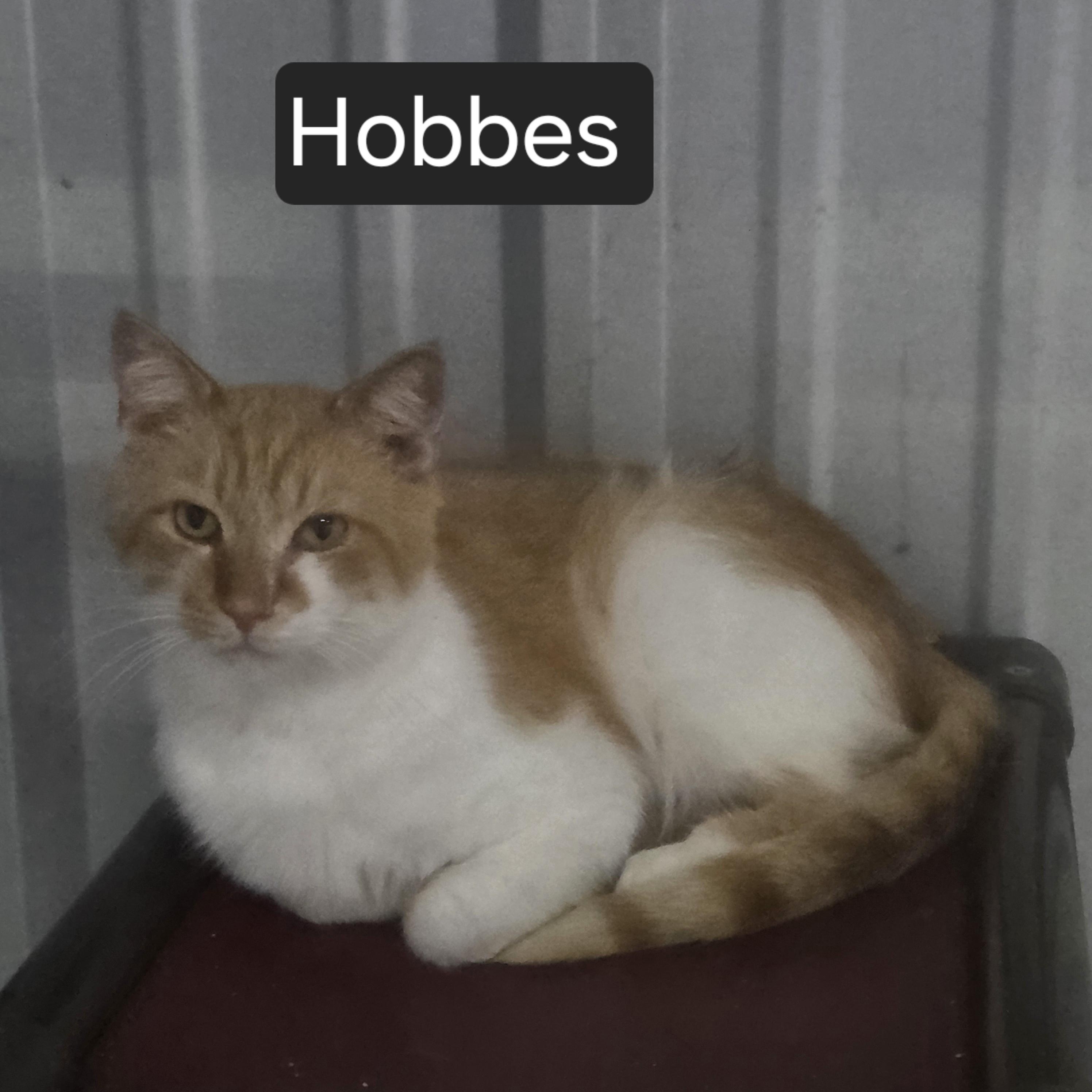 Hobbes, ADOPTABLE, Adult Male Domestic Short Hair.