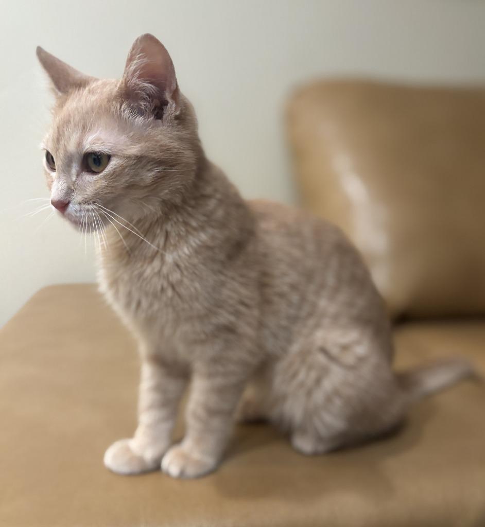 Enlarge Axle, a Adoptable mixed breed in Urbandale, IA image 1/3