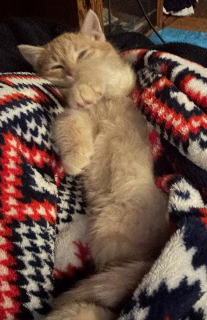 Enlarge Axle, a Adoptable mixed breed in Urbandale, IA image 2/3