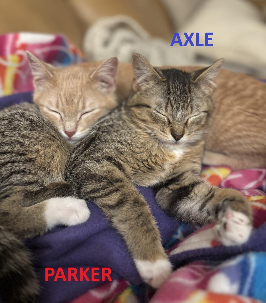 Enlarge Axle, a Adoptable mixed breed in Urbandale, IA image 3/3