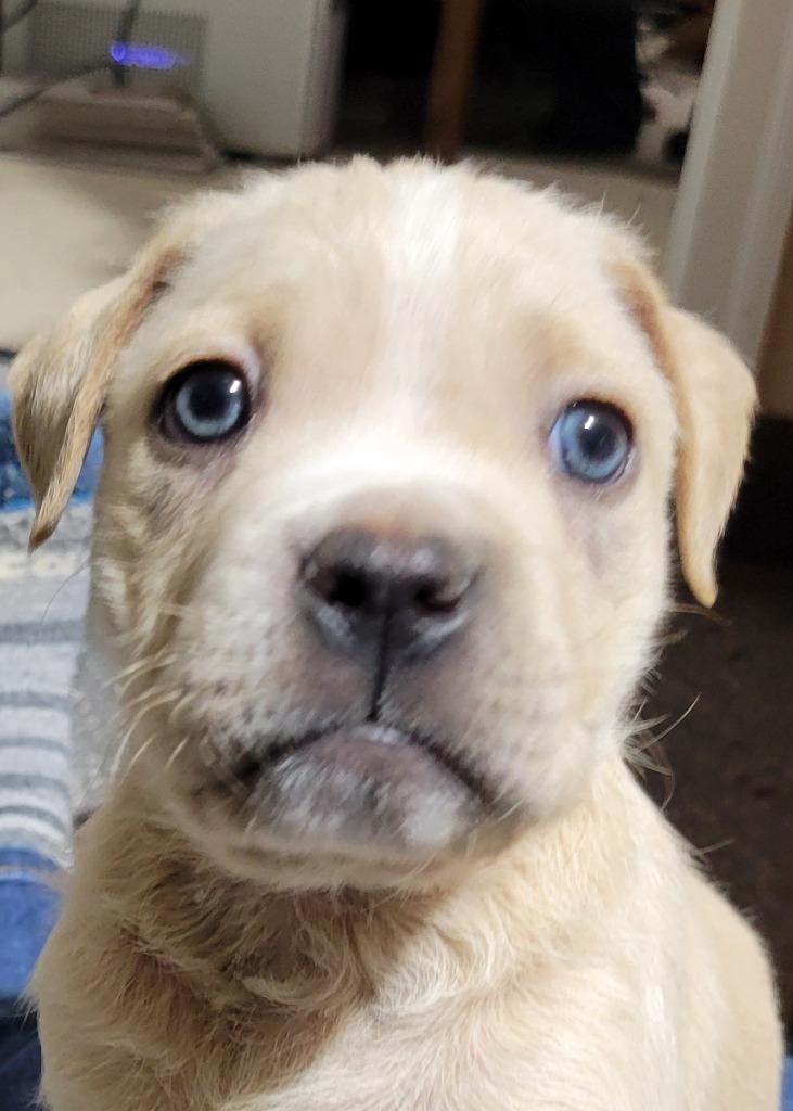 Tofu, Adoptable, Puppy Male American Staffordshire Terrier & Boxer.