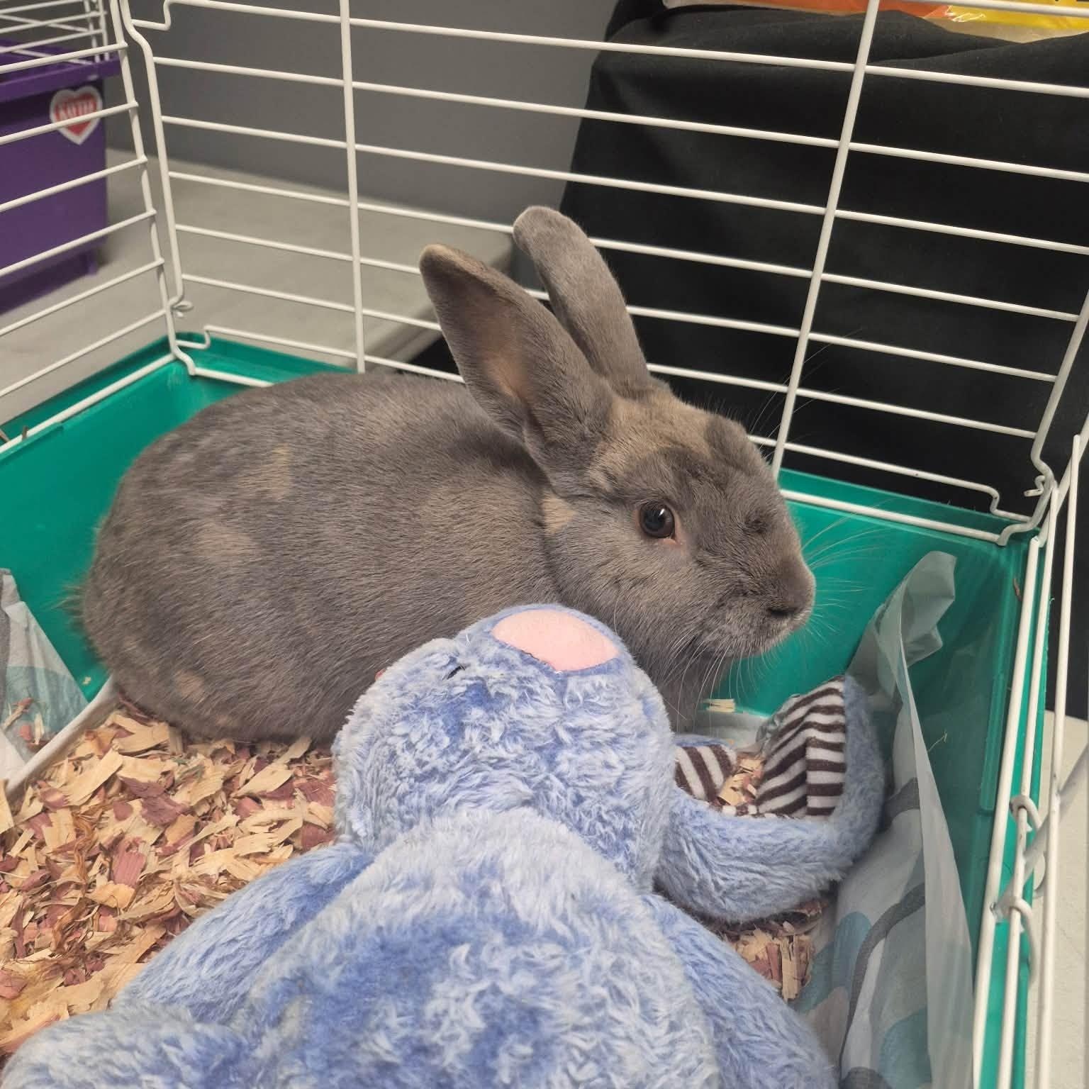 Enlarge Pan, a Adoptable Bunny Rabbit in Saint Marys, PA image 1/1
