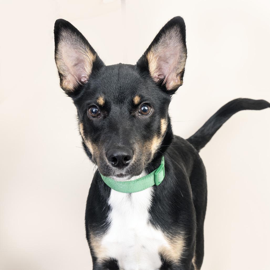 Enlarge Gunter, a Adoptable Mixed Breed in Franklin, TN image 1/2