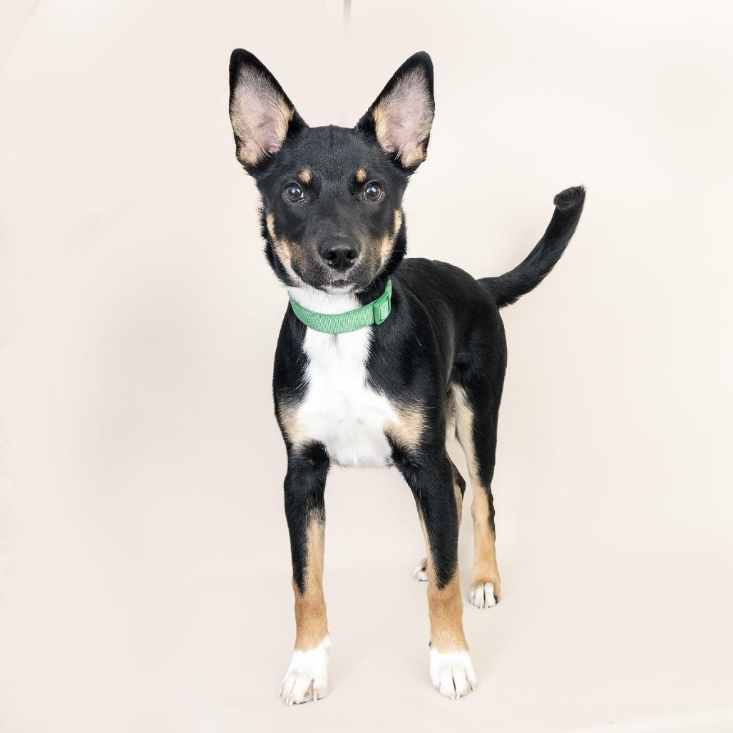 Enlarge Gunter, a Adoptable Mixed Breed in Franklin, TN image 2/2