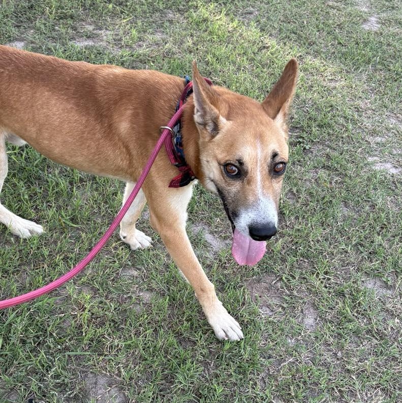 Flako — thumbnail 3