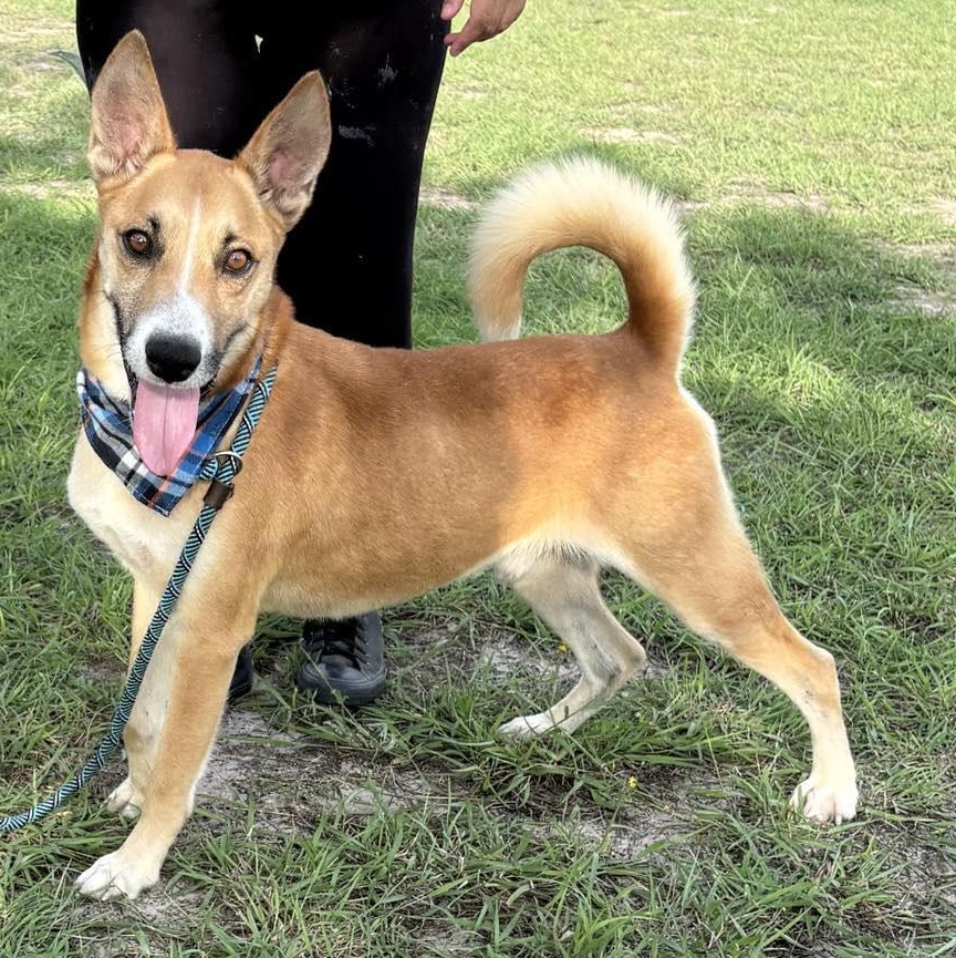 Flako — thumbnail 4