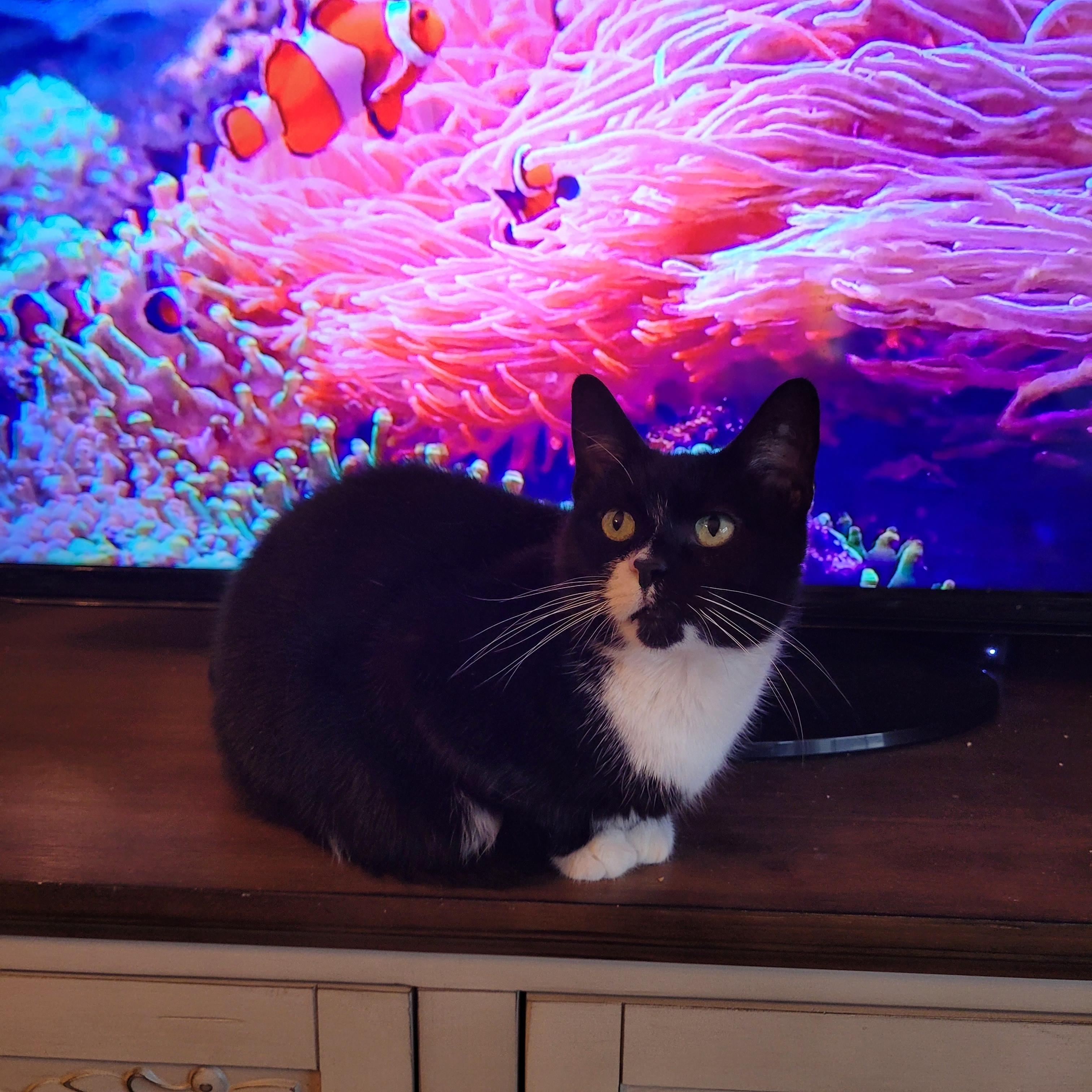 Biscoff, a ADOPTABLE Domestic Short Hair in Whitestown, IN image 4/6