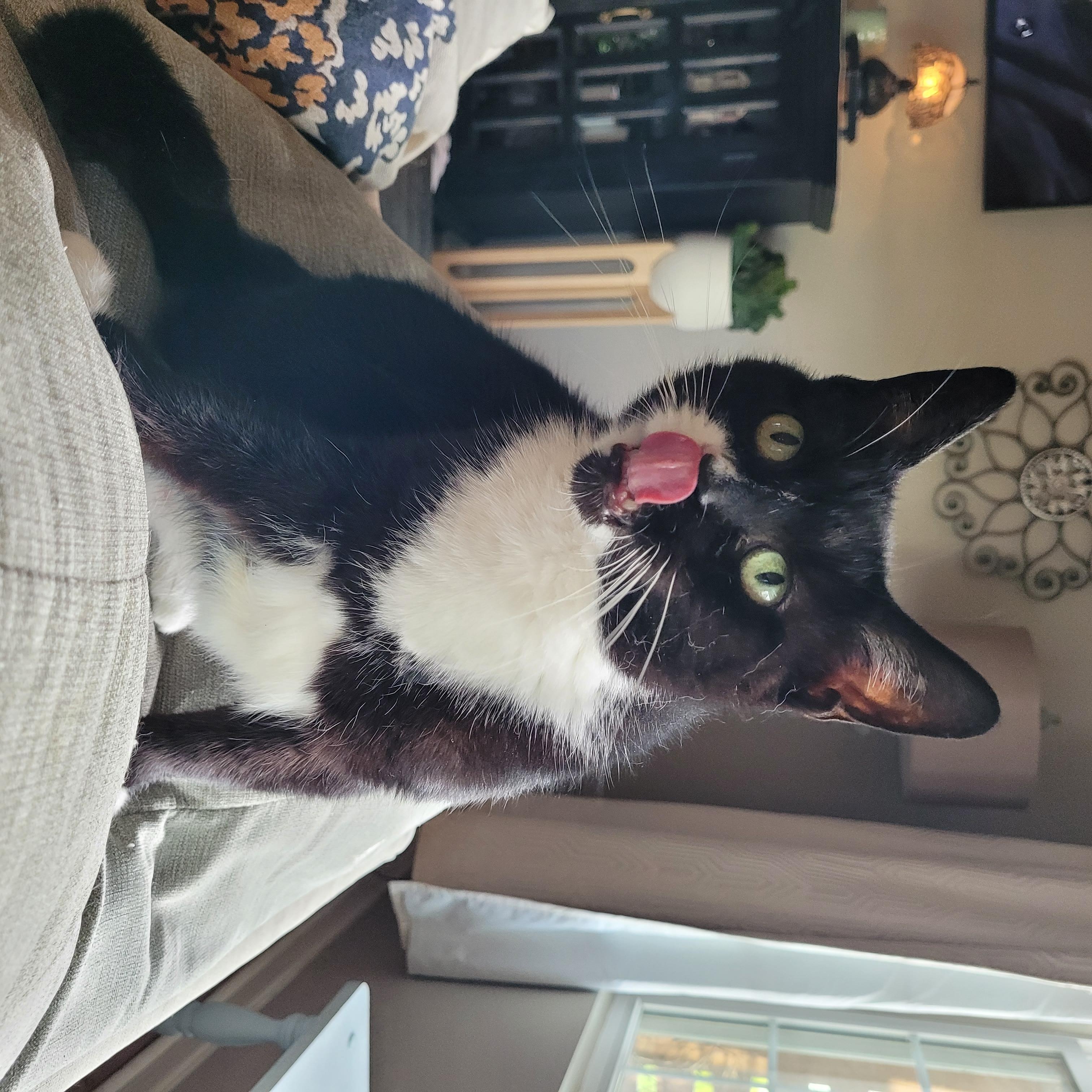 Enlarge Biscoff, a ADOPTABLE Domestic Short Hair in Whitestown, IN image 5/5