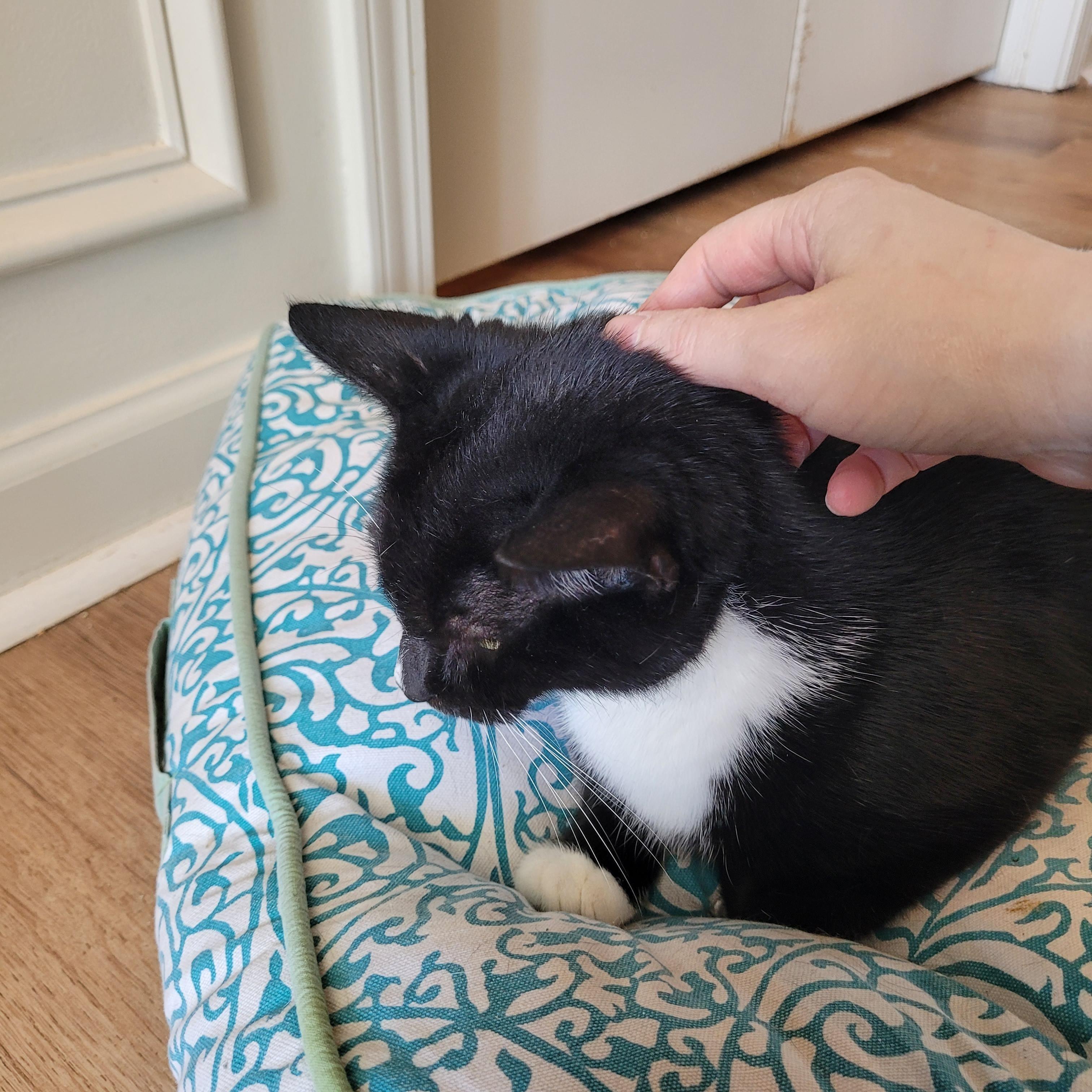 Biscoff, a ADOPTABLE Domestic Short Hair in Whitestown, IN image 6/6