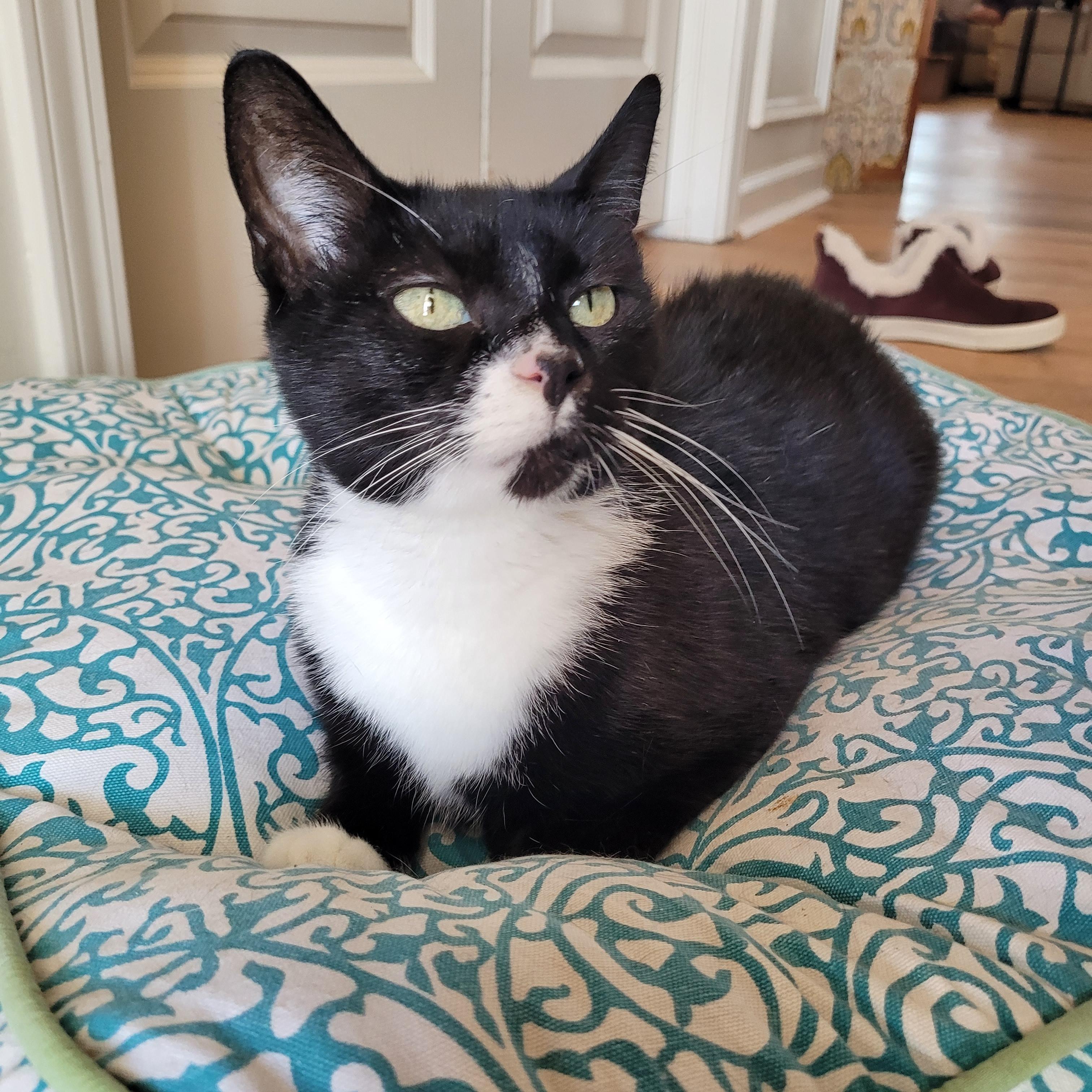 Biscoff, a ADOPTABLE Domestic Short Hair in Whitestown, IN image 2/6