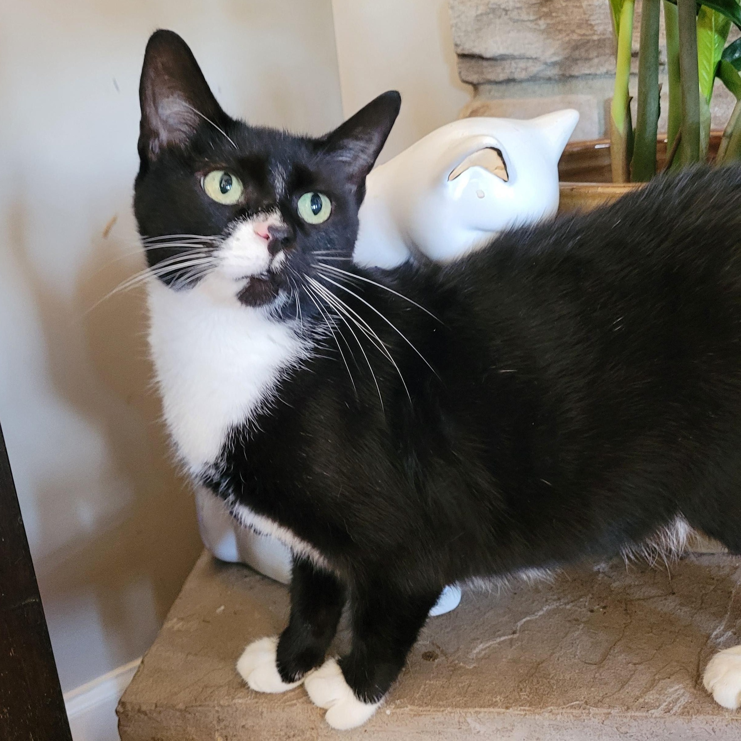 Biscoff, ADOPTABLE, Young Female Domestic Short Hair.