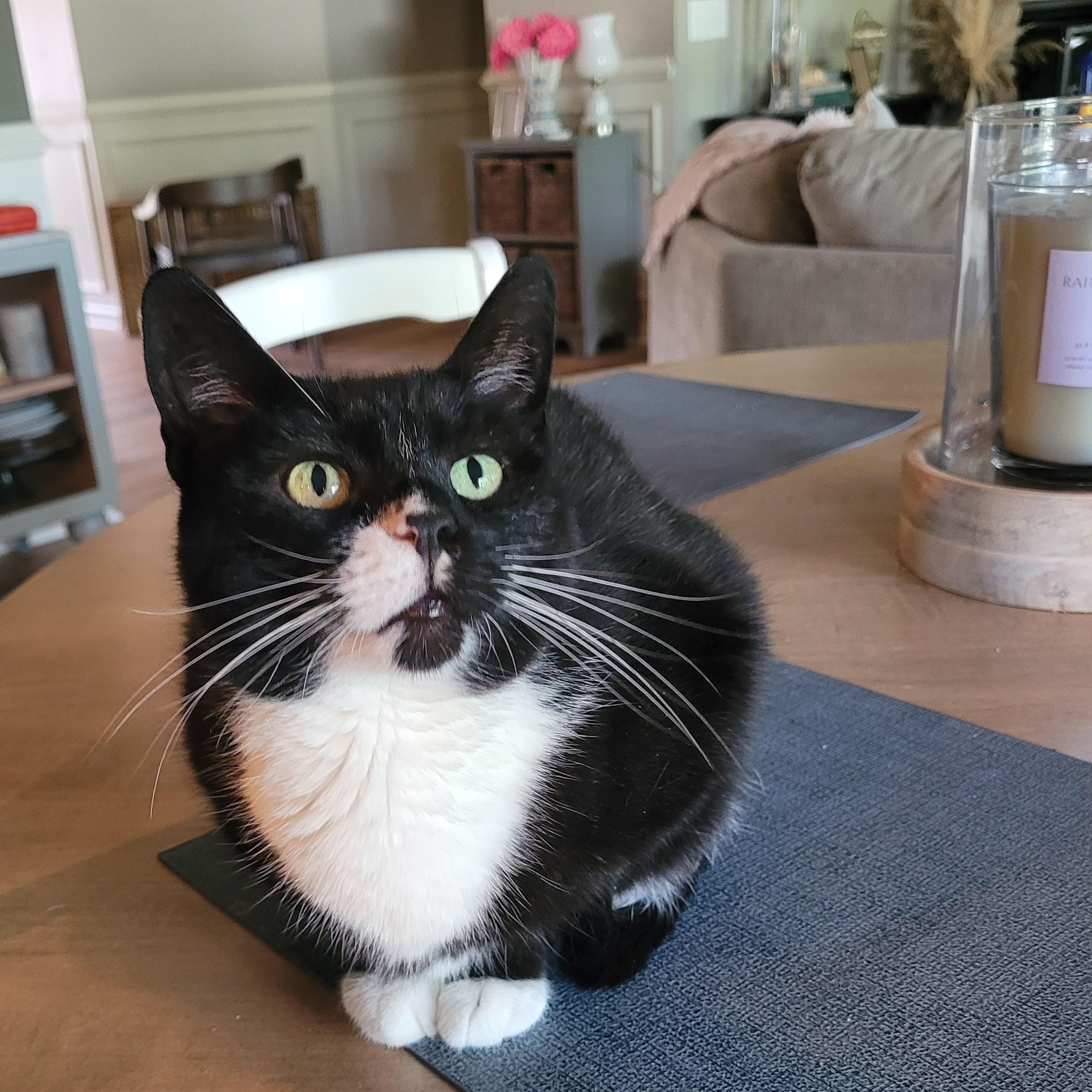 Biscoff, ADOPTABLE, Young Female Domestic Short Hair.