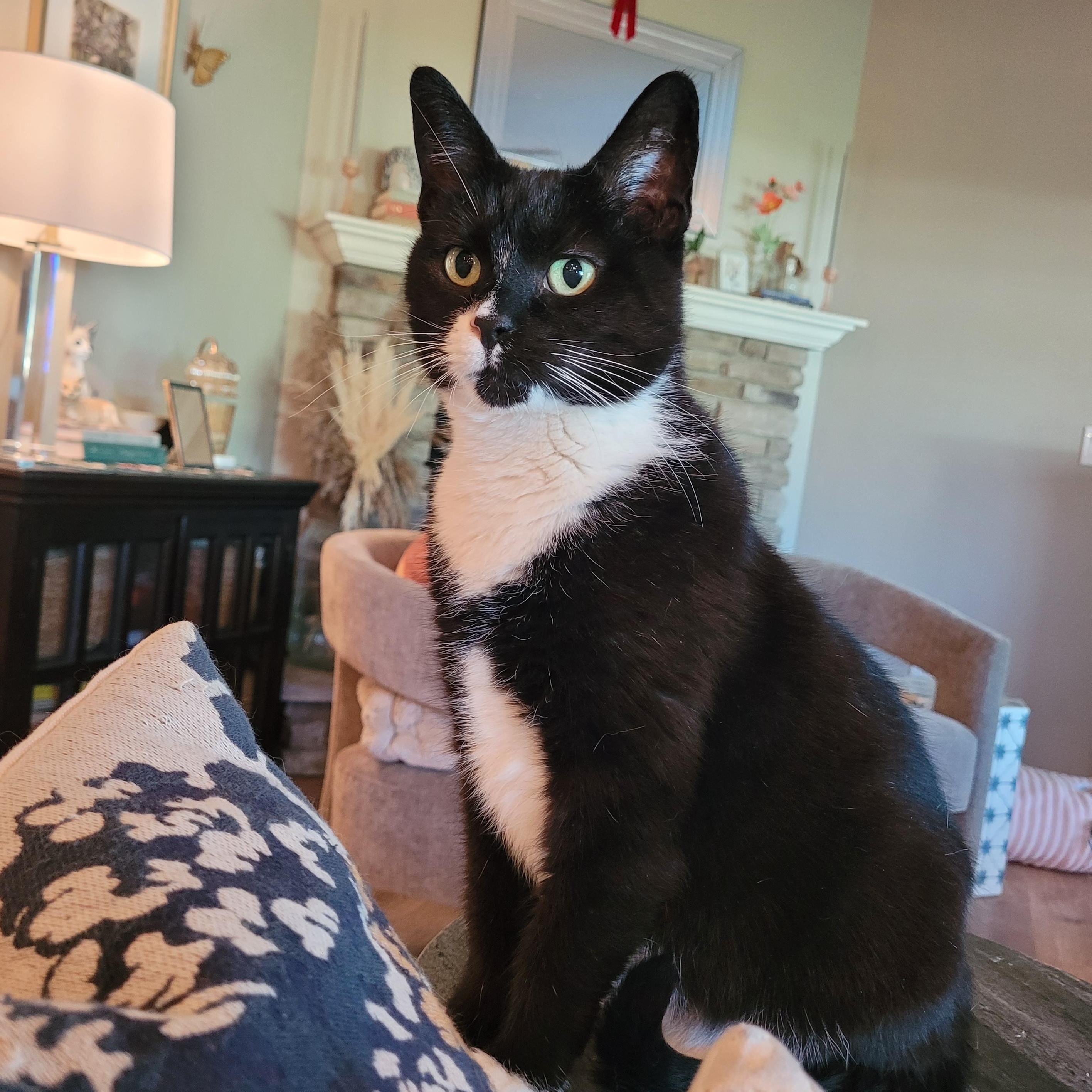 Enlarge Biscoff, a ADOPTABLE Domestic Short Hair in Whitestown, IN image 4/5