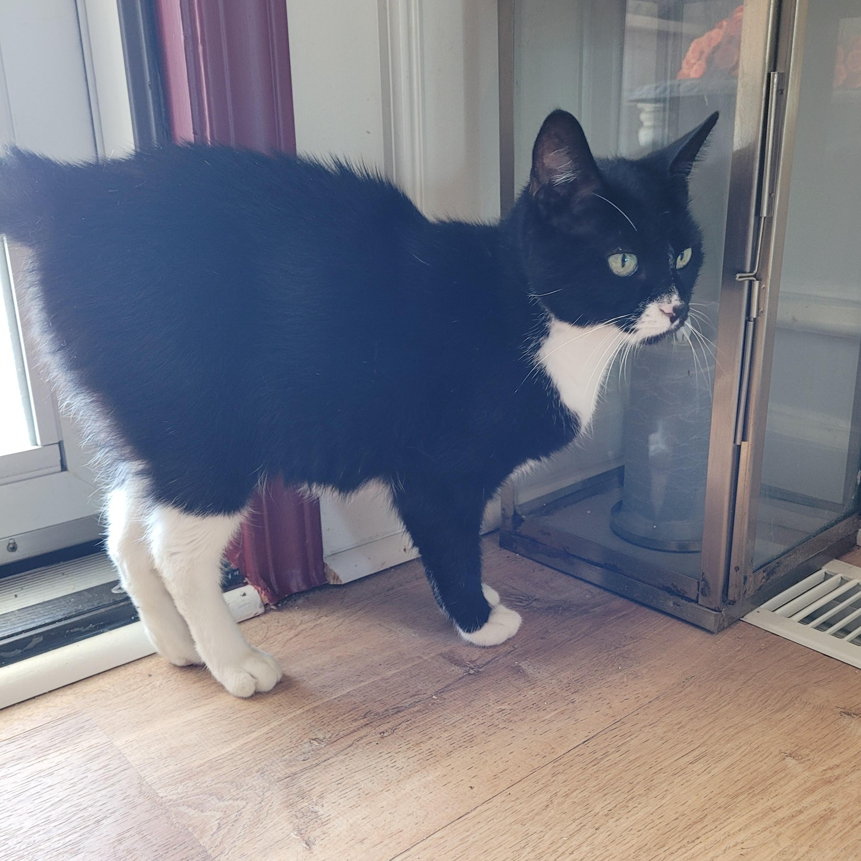 Biscoff, a ADOPTABLE Domestic Short Hair in Whitestown, IN image 5/6