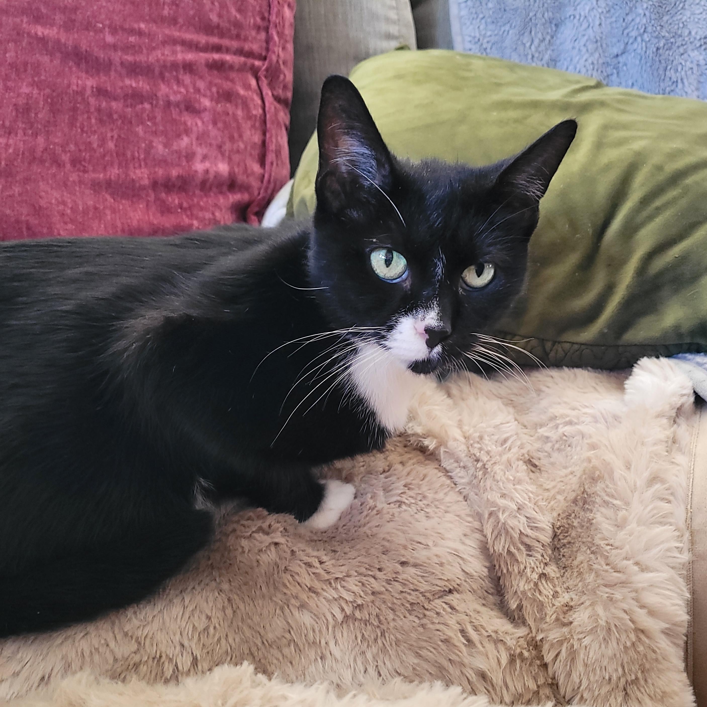 Biscoff, a ADOPTABLE Domestic Short Hair in Whitestown, IN image 3/6