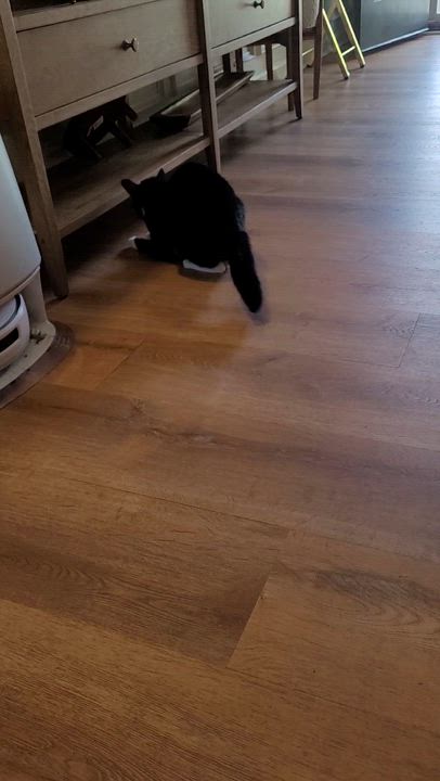 Enlarge Biscoff, a ADOPTABLE Domestic Short Hair in Whitestown, IN video 3/5