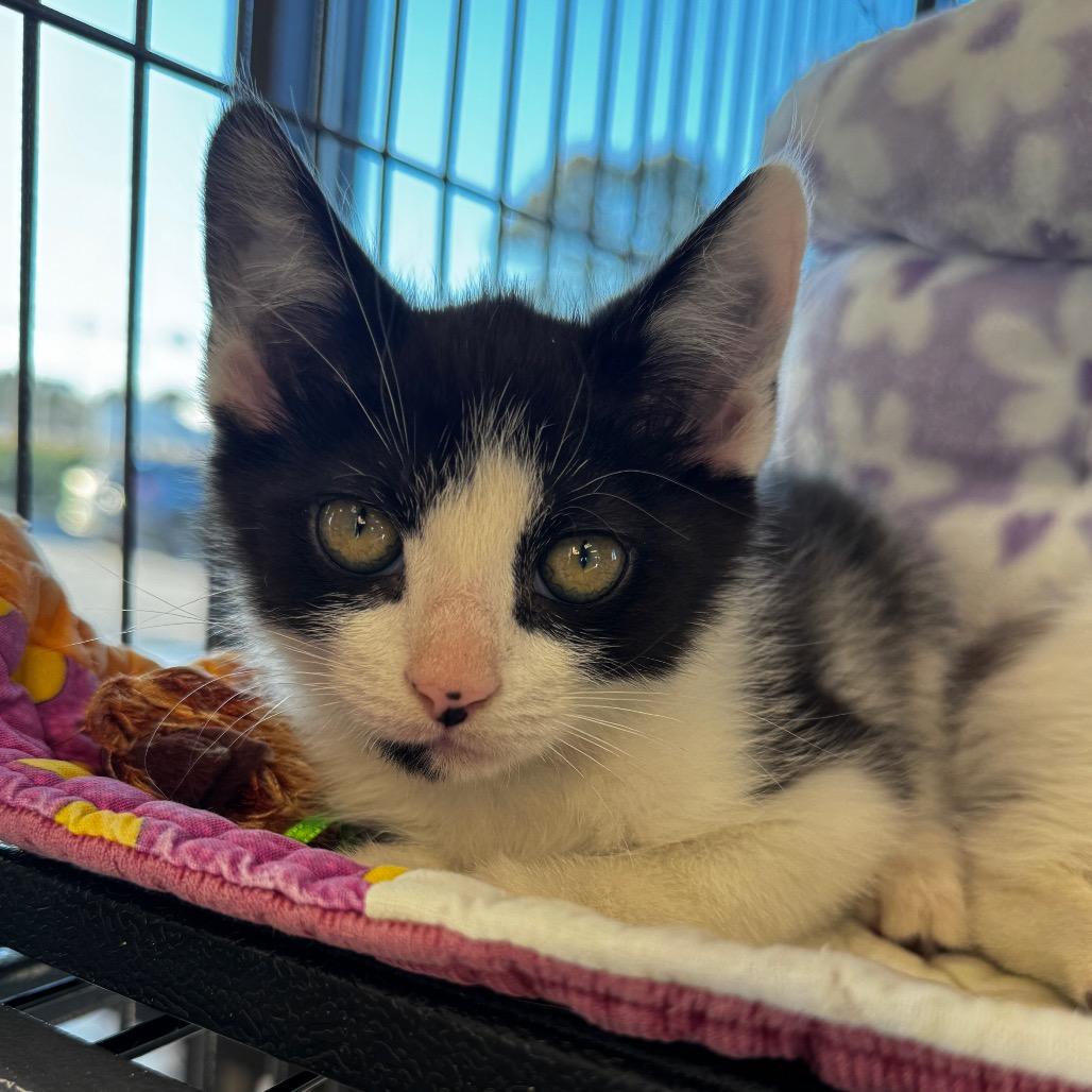 Jam, Adoptable, Kitten Female Domestic Short Hair.