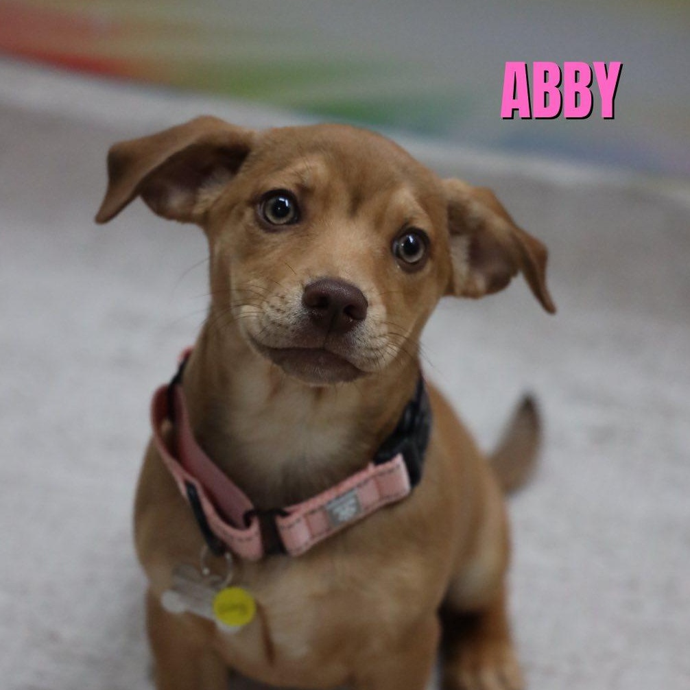 Abby, Adoptable, Puppy Female Hound.