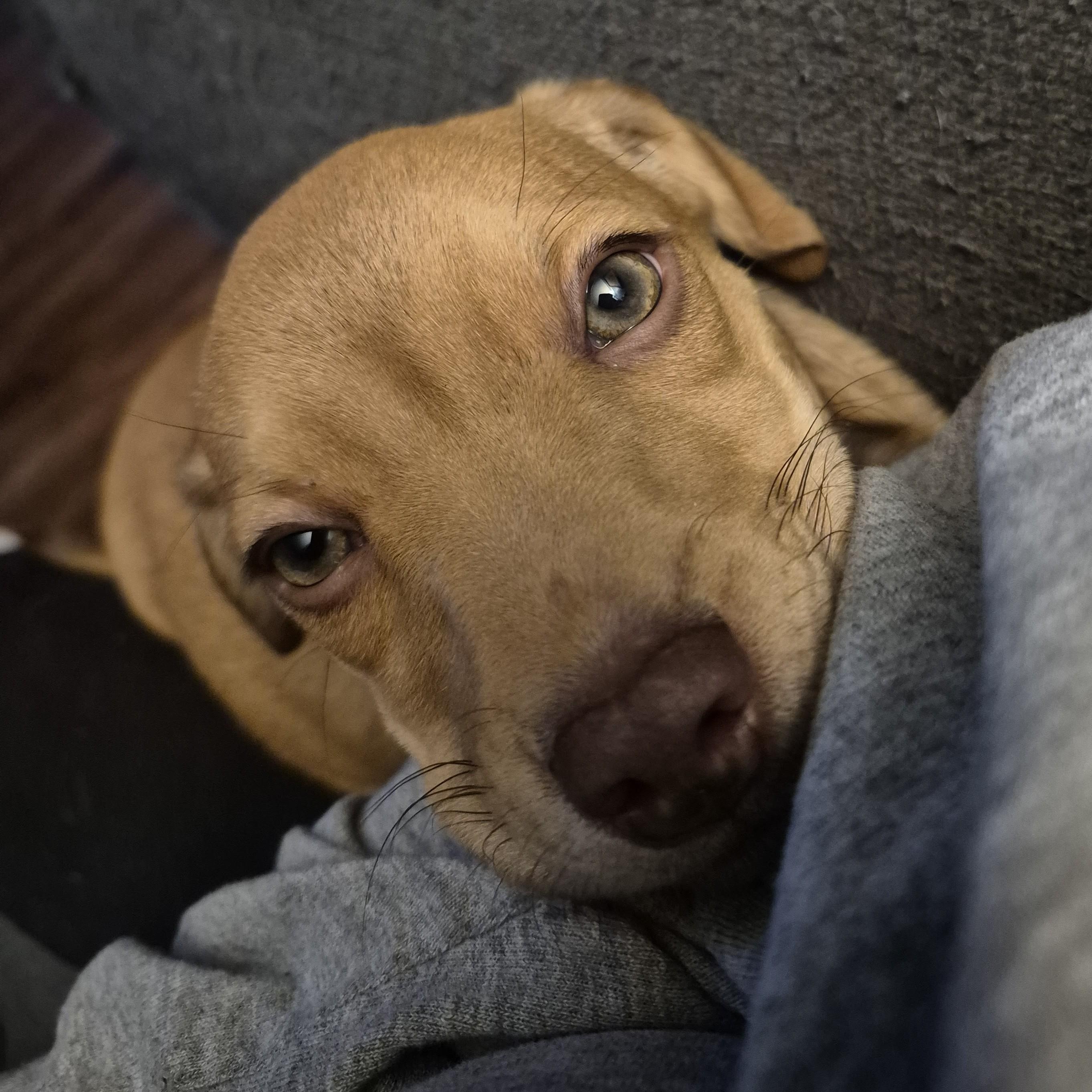 Enlarge Abby, an adopted mixed breed in Albany, NY image 2/2