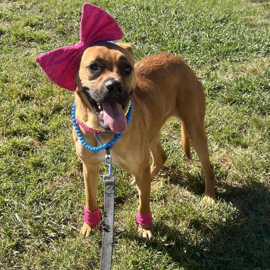 Delilah, a Adoptable mixed breed in Colorado Springs, CO image 1/6