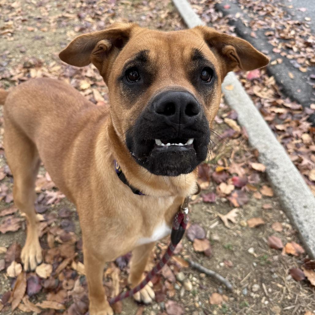 Delilah, a Adoptable mixed breed in Colorado Springs, CO image 2/6