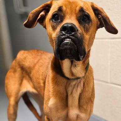 Delilah, a Adoptable mixed breed in Colorado Springs, CO image 3/6