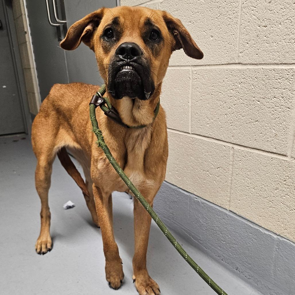 Delilah, a Adoptable mixed breed in Colorado Springs, CO image 4/6