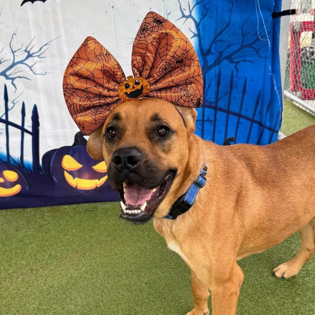 Delilah, a Adoptable mixed breed in Colorado Springs, CO image 5/6