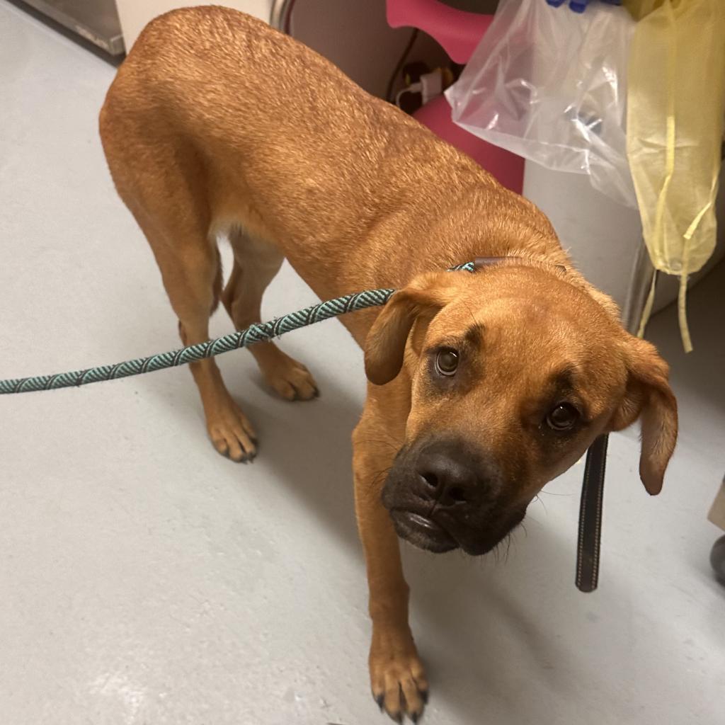 Delilah, a Adoptable mixed breed in Colorado Springs, CO image 6/6