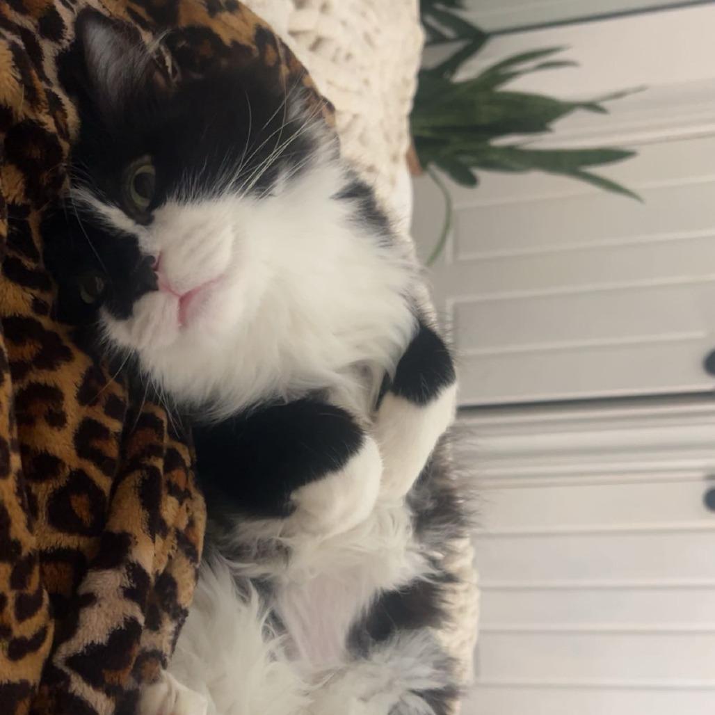 Penelope, Adoptable, Adult Female Domestic Long Hair.