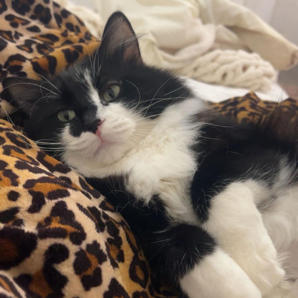 Enlarge Penelope, a Adoptable Domestic Long Hair in Salt Lake City, UT image 2/5