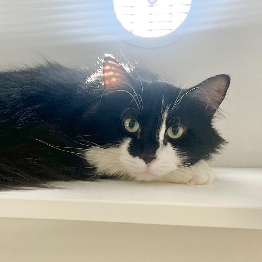 Enlarge Penelope, a Adoptable Domestic Long Hair in Salt Lake City, UT image 3/5