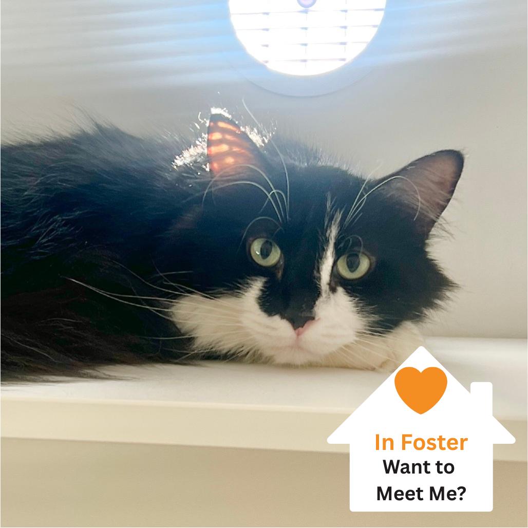 Enlarge Penelope, a Adoptable Domestic Long Hair in Salt Lake City, UT image 4/5