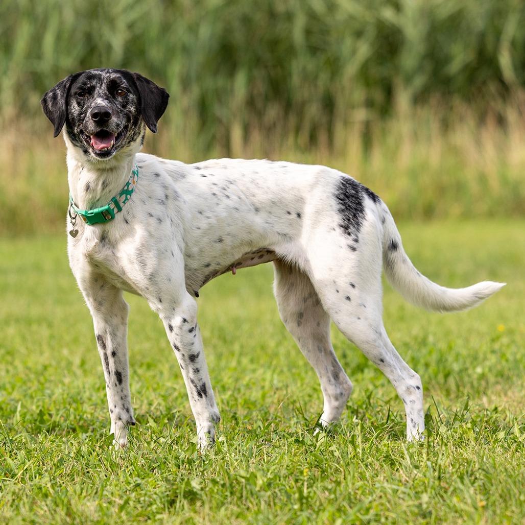 Rita, Adoptable, Adult Female German Shorthaired Pointer & Mixed Breed.