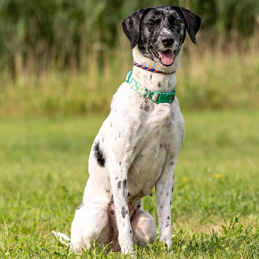 Rita, a Adoptable mixed breed in Council Bluffs, IA image 2/5