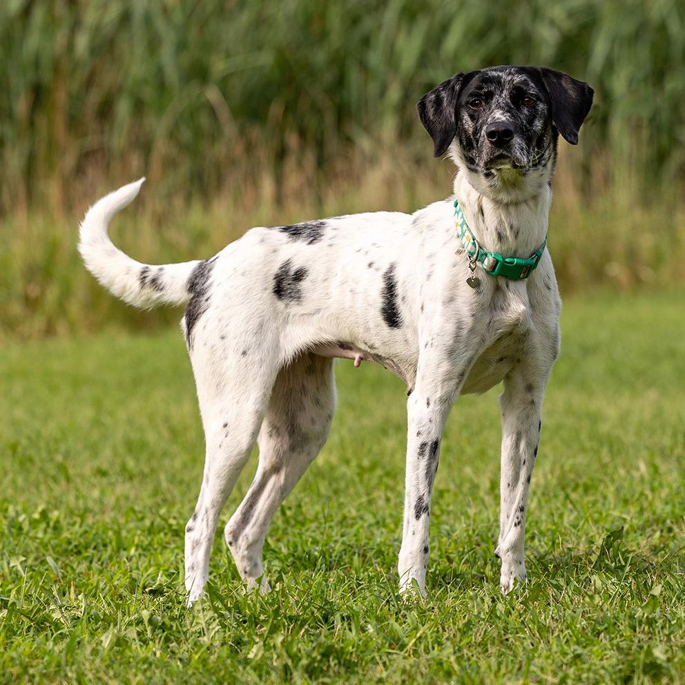 Rita, a Adoptable mixed breed in Council Bluffs, IA image 3/5