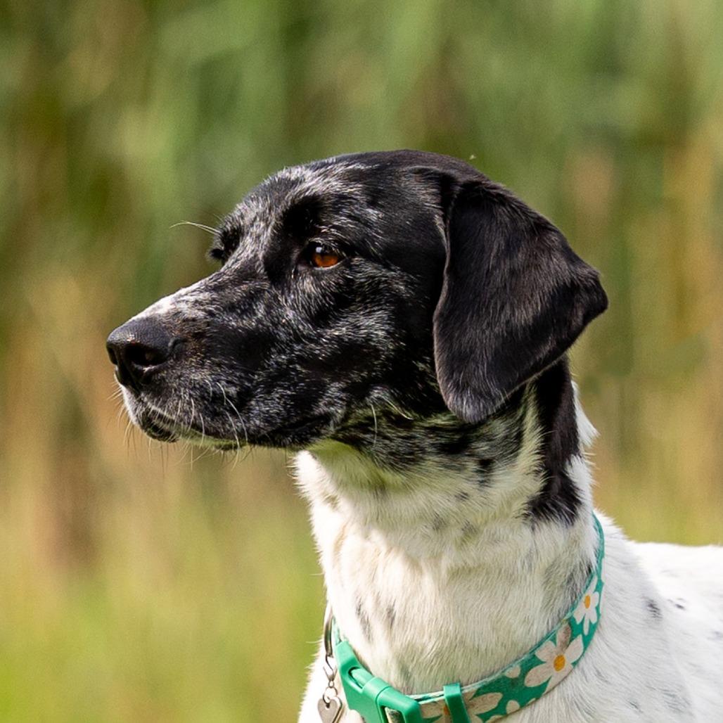 Rita, a Adoptable mixed breed in Council Bluffs, IA image 4/5