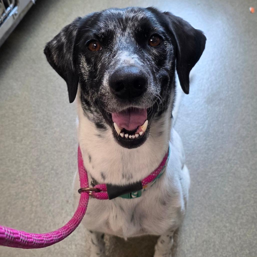 Rita, a Adoptable mixed breed in Council Bluffs, IA image 5/5