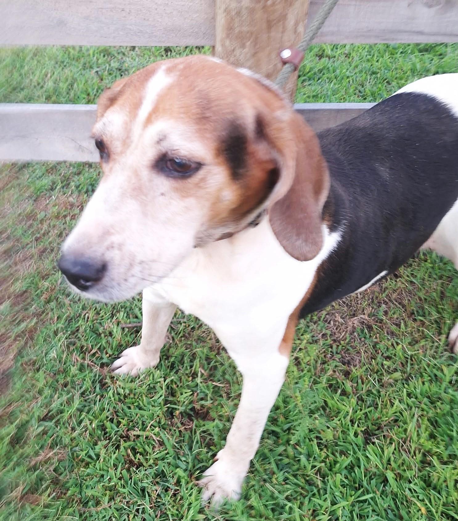 Enlarge Roman - Super Mellow, a Adoptable Treeing Walker Coonhound in North Bay, ON image 2/5